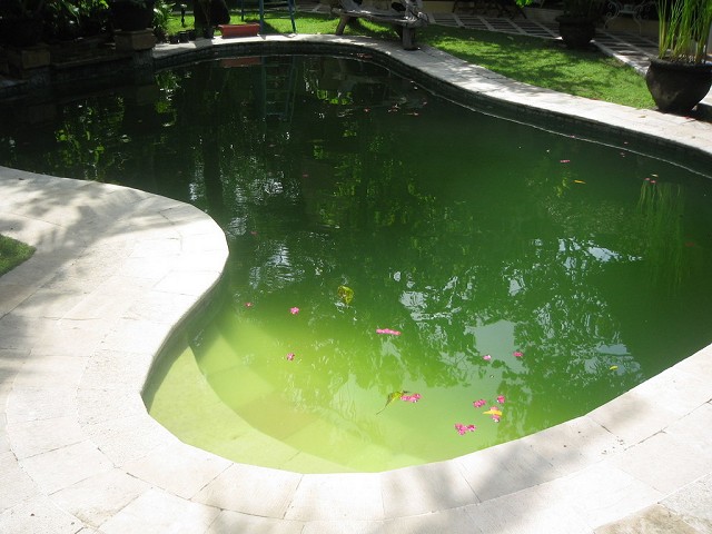 Rêu tảo trong nước bể bơi