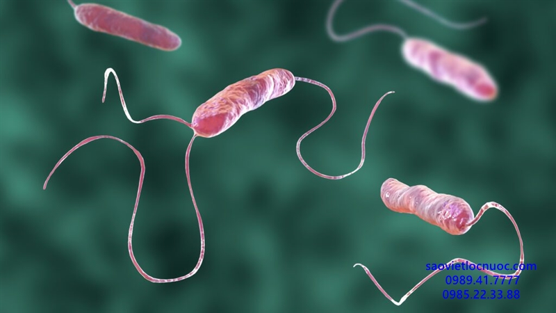 Vi khuẩn E.coli nguy hiểm như thế nào ? Các triệu chứng khi nhiễm khuẩn E.coli